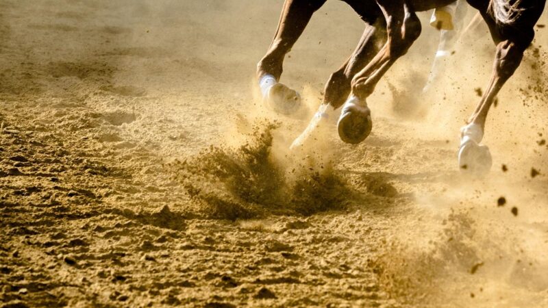 Everything you need to Know about Online Horse Racing Streaming